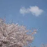干し芋