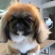 1) クリボー リュックサック/バックパック【ハロウィン】【USJ】【小物