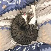 ロッキーの画像