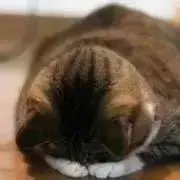 モモの画像
