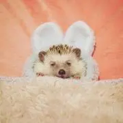 ももの画像