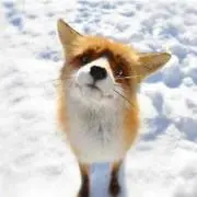 マシュ丸