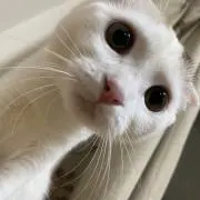 クロの画像