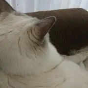さつきの画像