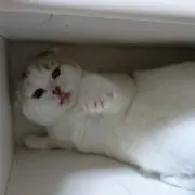 はなぽん