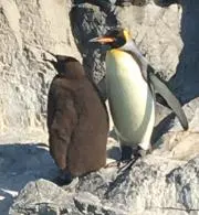 ハルタの画像
