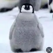 27_coの画像