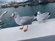 シーガルの画像