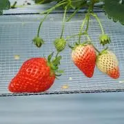 Akecocoの画像