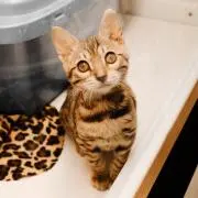 【プロフ】ねこてぃ【必読】の画像