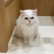 うどん