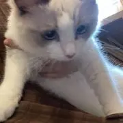 ponの画像
