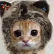 プク