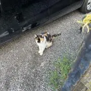 おもちの画像