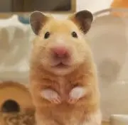 わゆの画像