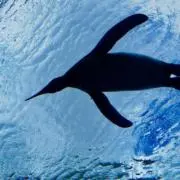 ぜんの画像