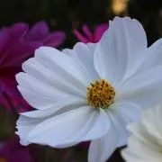 なっこ