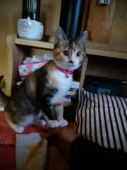 ピーちゃんの画像