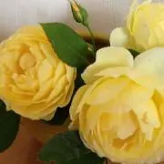 おひるね