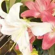 なこ❁⃘*.゜プロフ必読m(_ _)mの画像