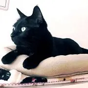 しょうゆの画像