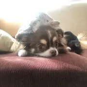 てん