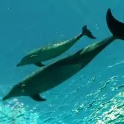 蛸の画像