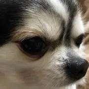 みるく