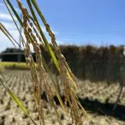 pechi0820の画像