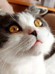 Gokigen-neko