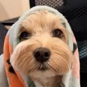 うに