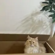 あぽちの画像