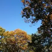 SY★の画像