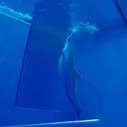 Mako buyerの画像
