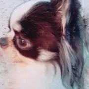 メープル❣️❣️プロフィール見てねの画像