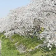 sa--☆の画像