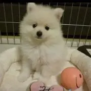 ポメコの画像