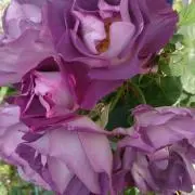 薔薇婦人　プロフ必読！！