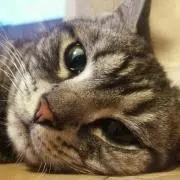 タックの画像