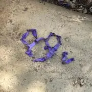 ひめのの画像