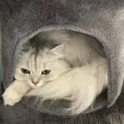 moheji