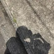 てぃーの画像