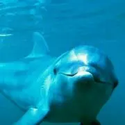 ラベンダー