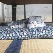 わちゃ丸の画像