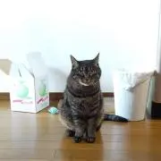 ににの画像