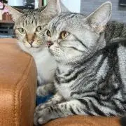 ざらはい