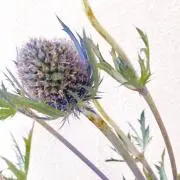 NATUの画像