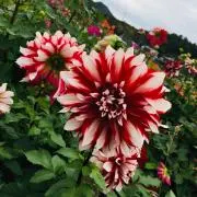 Dariaの画像