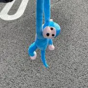 スズキの画像