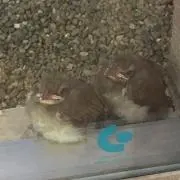 ぴいの画像
